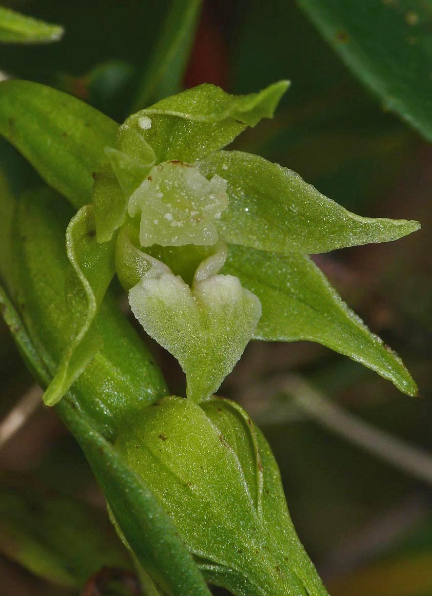 Epipactis phyllanthes v cambrensis